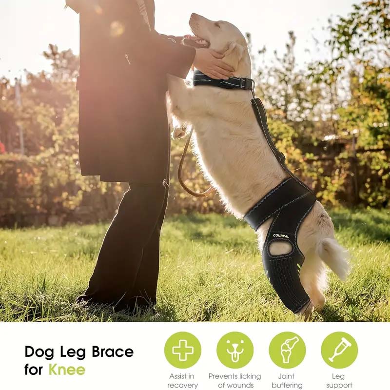 Dog Knee Brace for Torn ACL/CCL and Arthritis